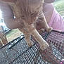 cat, orange_cat, person, pink_clothing, metal_mesh_table, outdoor, grass, car, wooden_chair, paws, pet, animal, daylight, holding, feline, collar, chain, nature, blurred, table