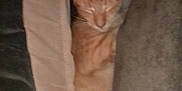 Chucky joined the competition — help win amazing prizes! cat, orange_cat, sleeping, cushion, cozy, indoor, pet, feline, resting, fur, cute, animal, comfort, relaxed, tabby, whiskers, ears, nap, soft, home