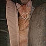 cat, orange_cat, sleeping, cushion, cozy, indoor, pet, feline, resting, fur, cute, animal, comfort, relaxed, tabby, whiskers, ears, nap, soft, home