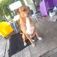Diesel is registered to the contest to win money with this photo: dog, brown_dog, white_markings, sitting, porch, wooden_floor, black_rug, clutter, household_items, outdoor, trees, chair, yellow_bin, purple_container, calm, pet, canine, daylight, relaxed, side_view