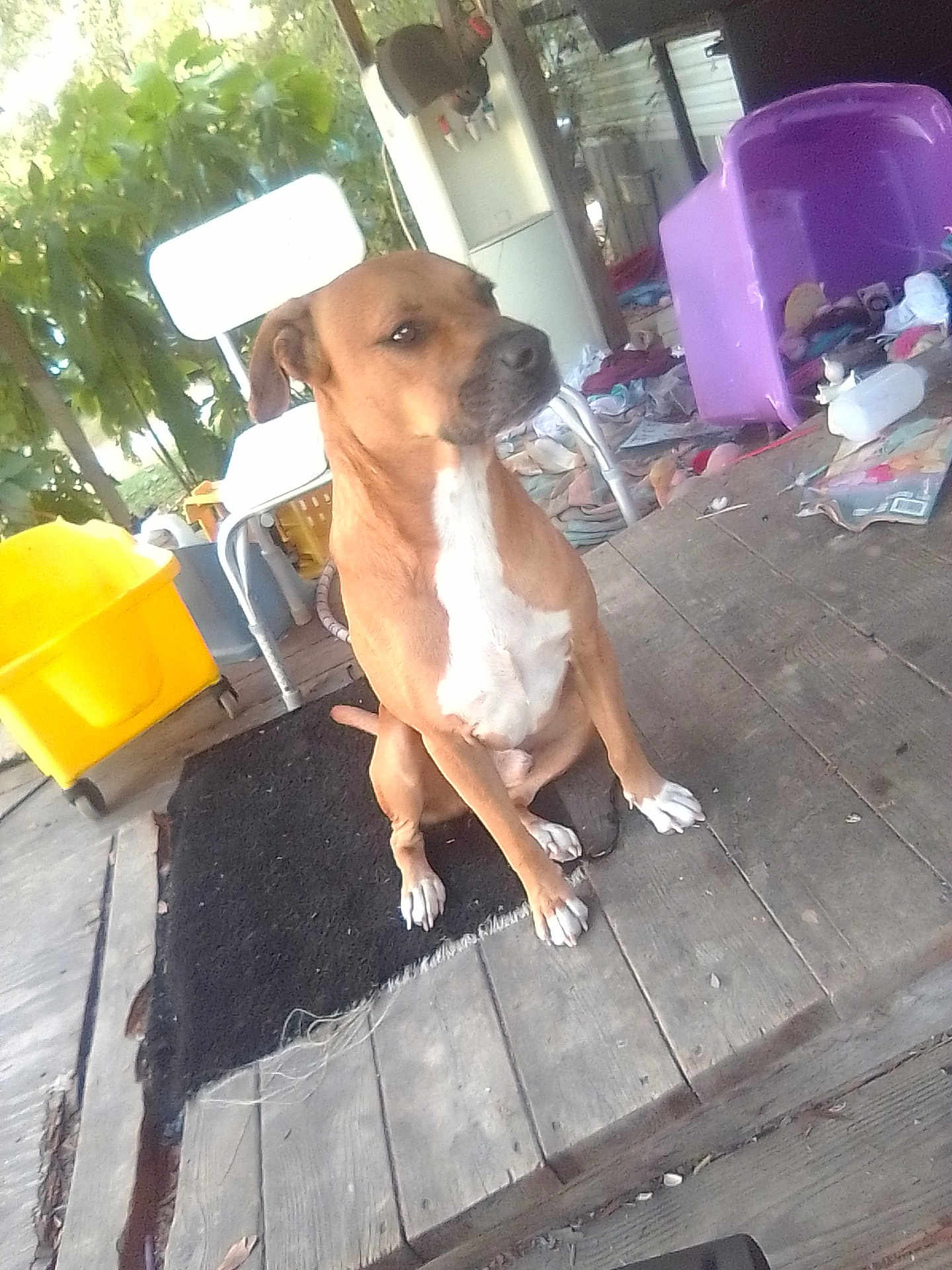Diesel