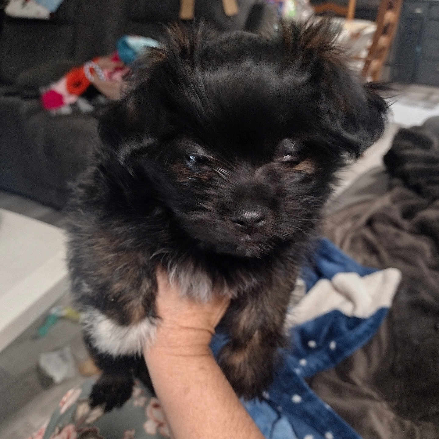 Ellie Mae joined the competition — help win amazing prizes! affenpinscher, animal, architecture, building, canine, chair, cockerspaniel, couch, dog, furniture, indoors, livingroom, papillon, person, pet, poodle, puppy, room, terrier