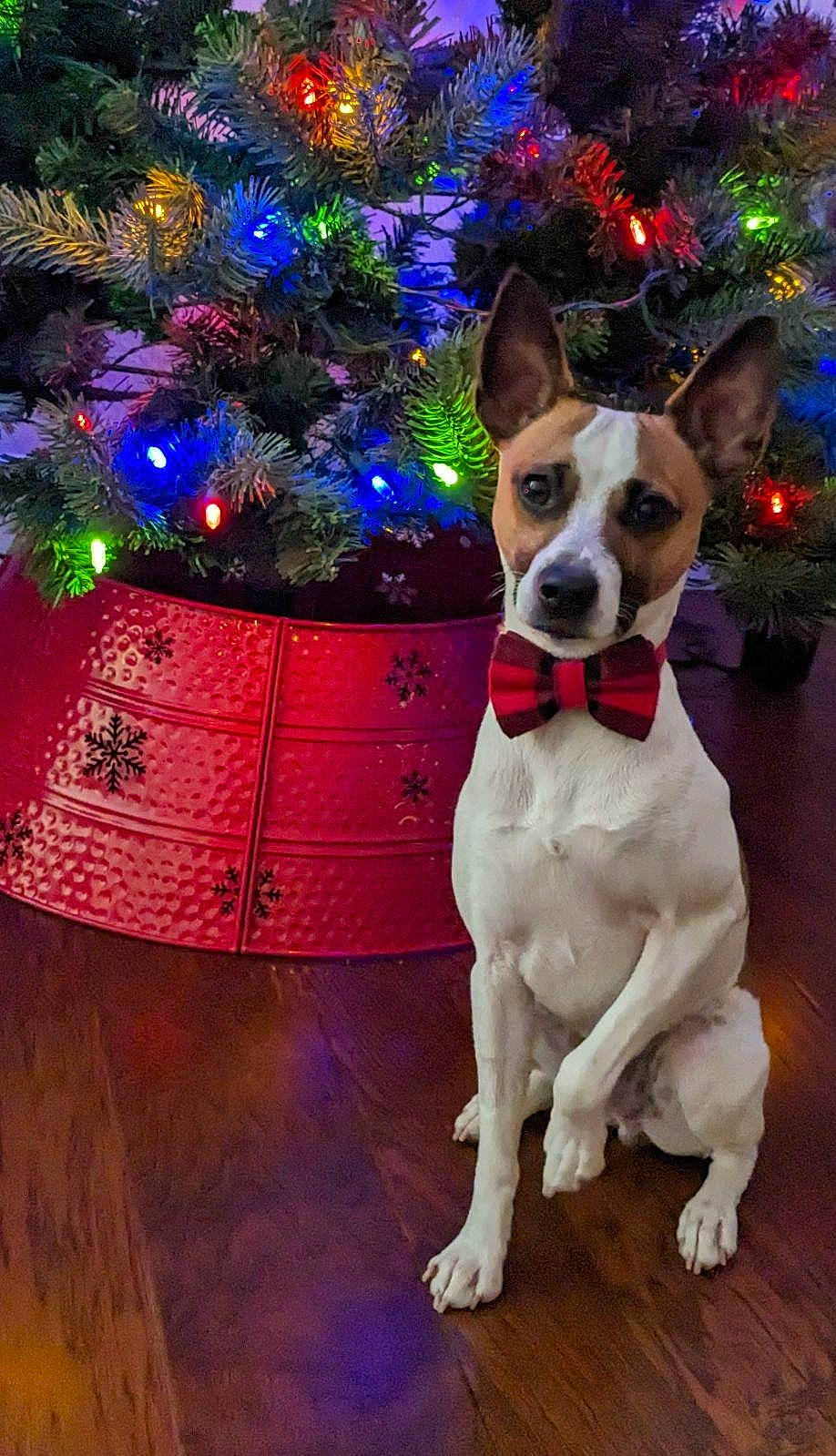 Seamus is registered to the contest to win money with this photo: carnivore, christmas_ornament, christmas_tree, collar, companion_dog, dog, dog_breed, dog_collar, dog_supply, event, fawn, holiday, light, ornament, plant, snout, sporting_group, whiskers, window, working_animal
