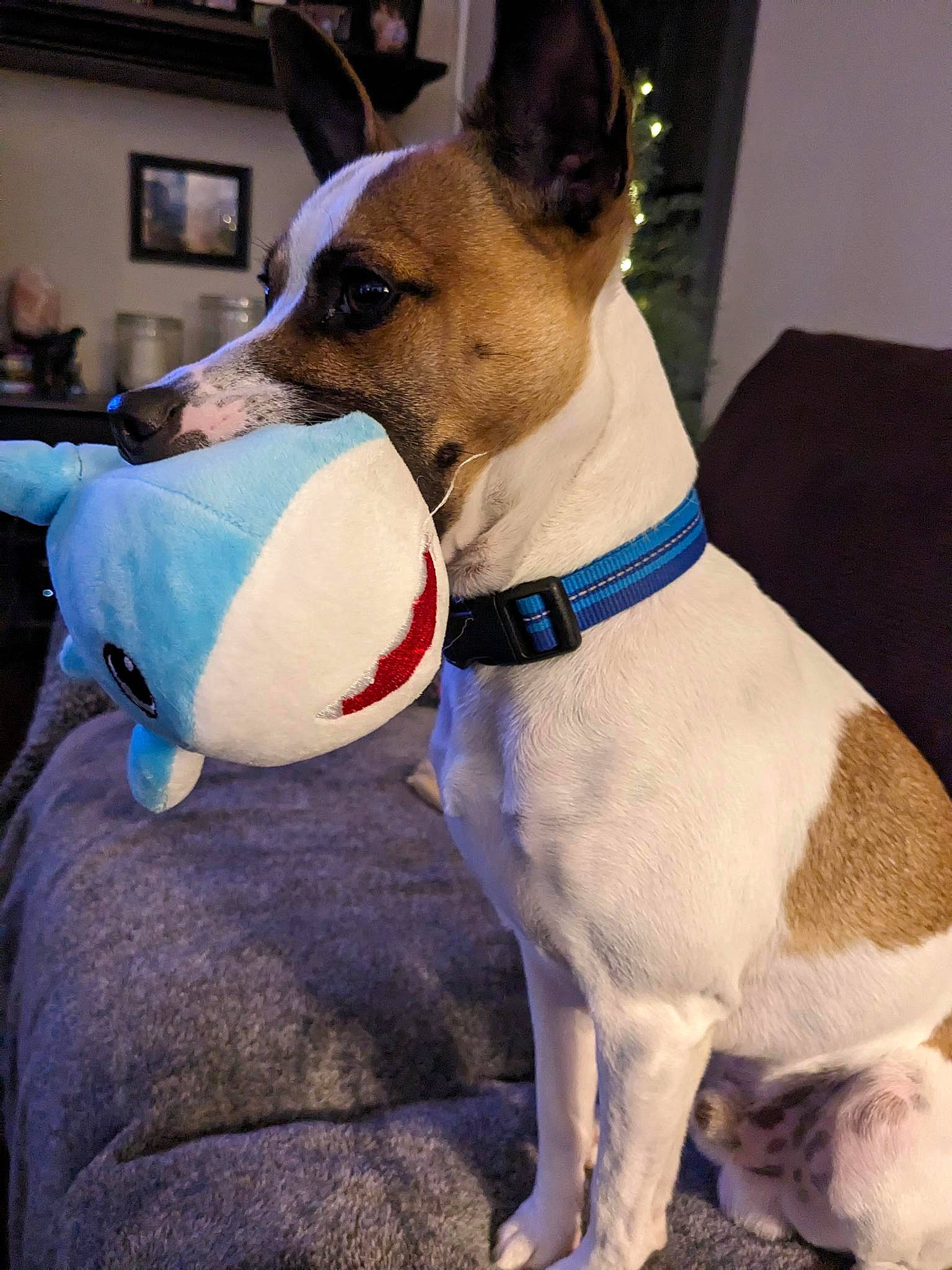 Seamus is registered to the contest to win money with this photo: ancient_dog_breeds, canidae, carnivore, collar, companion_dog, dog, dog_breed, dog_collar, dog_supply, fawn, non_sporting_group, paw, pet_supply, snout, sporting_group, terrier, whiskers, working_animal