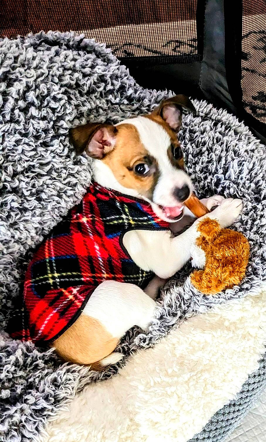 Seamus is registered to the contest to win money with this photo: canidae, carmine, carnivore, comfort, companion_dog, couch, dog, dog_breed, dog_clothes, dog_supply, fawn, fur, linens, non_sporting_group, pattern, plaid, sporting_group, tartan, toy_dog, working_animal