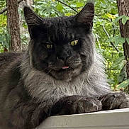 Puby is registered to the contest to win money with this photo: animal, cat, closeup, ears, fluffy, forest, fur, greenery, mammal, nature, outdoor, paws, pet, portrait, relaxed, resting, tongue_out, tree, whiskers, wild