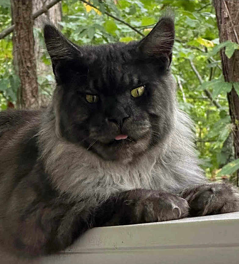 Puby is registered to the contest to win money with this photo: animal, cat, closeup, ears, fluffy, forest, fur, greenery, mammal, nature, outdoor, paws, pet, portrait, relaxed, resting, tongue_out, tree, whiskers, wild