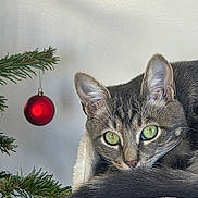 Louka a rejoint le concours — aidez-le/la à gagner de superbes lots ! cat, tabby, green_eyes, christmas_tree, ornament, red_ball, holiday, decor, fur, whiskers, cozy, pet, animal, indoor, closeup, relaxed, cute, curious, tail, perch