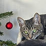 cat, tabby, green_eyes, christmas_tree, ornament, red_ball, holiday, decor, fur, whiskers, cozy, pet, animal, indoor, closeup, relaxed, cute, curious, tail, perch