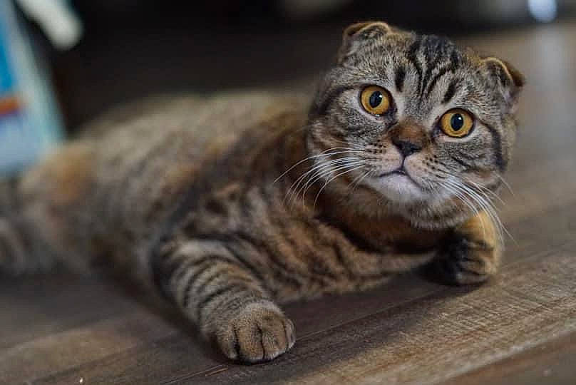 Gunther joined the competition — help win amazing prizes! carnivore, cat, claw, domestic_short_haired_cat, felidae, fur, paw, small_to_medium_sized_cats, snout, terrestrial_animal, whiskers, wildlife, wood