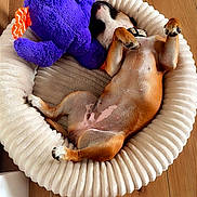 Akila participe au concours pour gagner de l'argent avec cette photo : belly_up, brown_dog, cozy, dog, home, indoor, lying_down, paws, pet, pet_bed, playful, puppy, purple_toy, relaxed, round_bed, sleeping, sock, stomach, stuffed_toy, wooden_floor