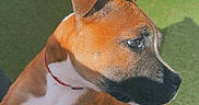 Akila participe au concours pour gagner de l'argent avec cette photo : dog, brown_dog, white_chest, red_collar, artificial_grass, outdoor, sunlight, shadow, pet, canine, curious, side_view, ears_up, short_hair, small_dog, animal, domestic_animal, looking_away, playing, companion