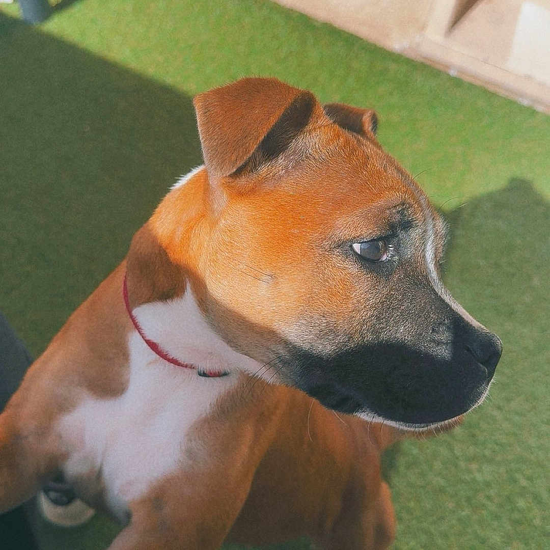 Akila