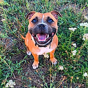 Akila participe au concours pour gagner de l'argent avec cette photo : dog, smiling, brown_dog, outdoor, grass, wildflowers, happy, pet, nature, animal, cute, collar, sitting, canine, playful, greenery, summer, field, tongue_out, looking_up