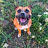 dog, smiling, brown_dog, outdoor, grass, wildflowers, happy, pet, nature, animal, cute, collar, sitting, canine, playful, greenery, summer, field, tongue_out, looking_up