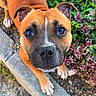 Akila a rejoint le concours — aidez-le/la à gagner de superbes lots ! dog, brown_dog, puppy, curious, sidewalk, plants, flowers, greenery, outdoor, closeup, pet, animal, canine, ears, eyes, snout, paws, nature, looking_up, young_dog