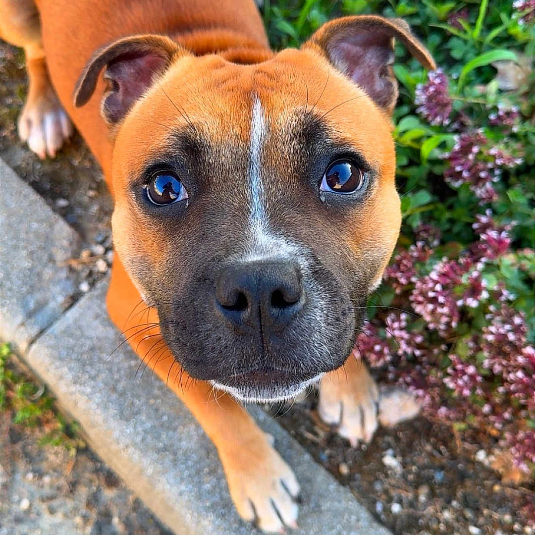 Akila