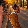 Akila a rejoint le concours — aidez-le/la à gagner de superbes lots ! dog, brown_dog, collar, person, legs, white_shoes, sunset, street, trees, sidewalk, outdoor, paw, happy, tongue_out, canine, pet, summer, warm_light, nature, playful