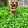 animal, brown_dog, canine, collar, daylight, dog, fence, front_view, garden, grass, greenery, happy, leafy_bush, nature, outdoor, pet, playful, smiling, tongue_out, yard