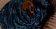 Akila a rejoint le concours — aidez-le/la à gagner de superbes lots ! animal, bed, blanket, calm, canine, comfort, cozy, cute, dog, fur, indoor, pattern, pet, puppy, relaxed, resting, sleeping, snug, soft, wrapped