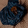 animal, bed, blanket, calm, canine, comfort, cozy, cute, dog, fur, indoor, pattern, pet, puppy, relaxed, resting, sleeping, snug, soft, wrapped