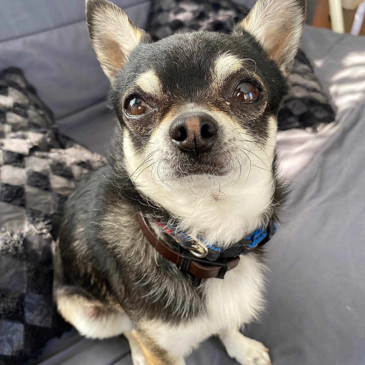 Prince participe au concours pour gagner de l'argent avec cette photo : accessories, animal, canine, chihuahua, cockerspaniel, couch, cushion, dog, furniture, homedecor, papillon, person, pet, pug, puppy, strap, terrier