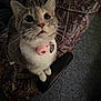 Winnie joined the competition — help win amazing prizes! animal, carpet, cat, chair, closeup, collar, curious, cute, domestic_cat, feline, fur, indoor, looking_up, patterned_chair, pet, pink_collar, seated, tabby, whiskers, white_paws