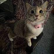 Winnie is registered to the contest to win money with this photo: alert, animal, camouflage_pattern, carpet, cat, chair, closeup, collar, curious, domestic, ears, feline, fur, home, indoor, looking_up, paws, pet, pet_accessory, whiskers