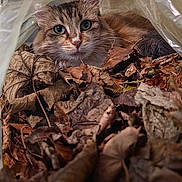 Yuki a rejoint le concours — aidez-le/la à gagner de superbes lots ! cat, kitten, fluffy, fur, animal, pet, portrait, close_up, outdoor, autumn, leaves, brown, plastic, hiding, looking_at_camera, whiskers, ears, eyes, nature, cozy