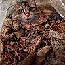 cat, kitten, fluffy, fur, animal, pet, portrait, close_up, outdoor, autumn, leaves, brown, plastic, hiding, looking_at_camera, whiskers, ears, eyes, nature, cozy