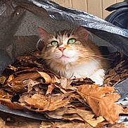 Yuki a rejoint le concours — aidez-le/la à gagner de superbes lots ! cat, green_eyes, autumn_leaves, tarp, outdoor, animal, pet, fur, curious, cozy, nature, fall, leaf_litter, domestic_cat, brown, white, orange, close_up, portrait, wall