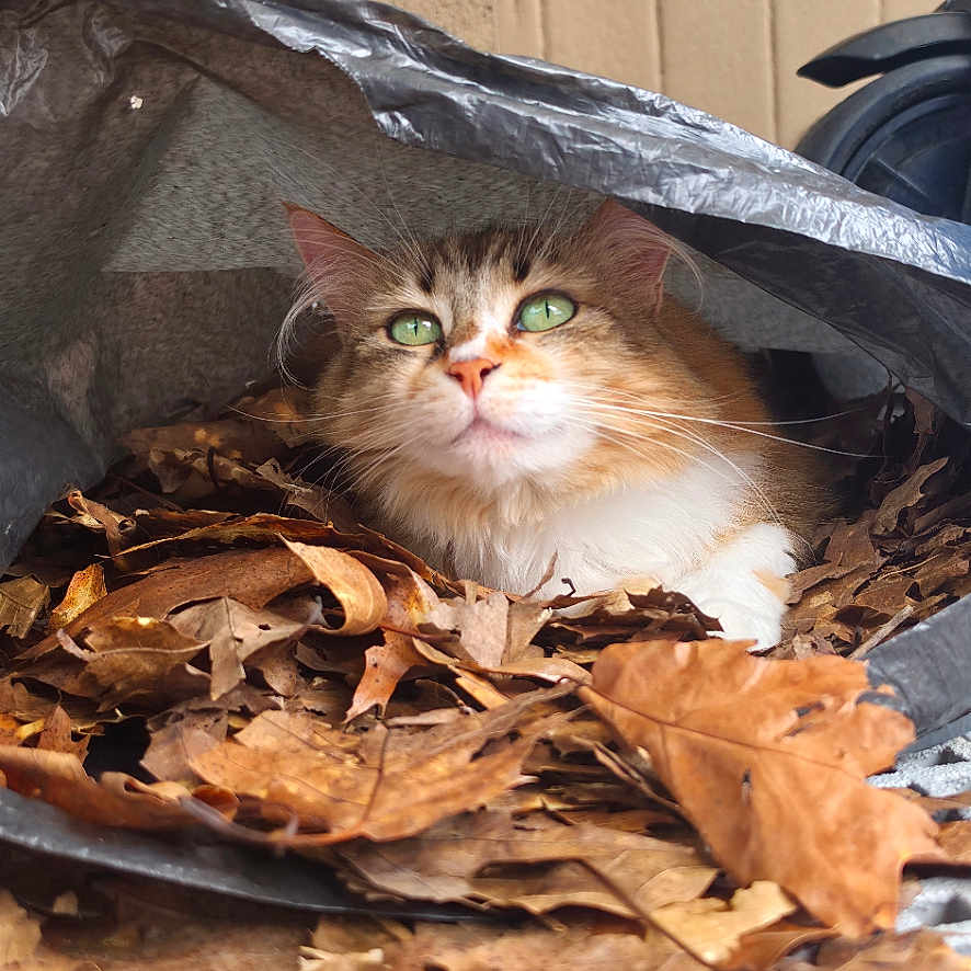 Yuki