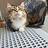 Yuki participe au concours pour gagner de l'argent avec cette photo : animal, black_bag, brown_and_white, cat, close_up, cute, fluffy_cat, furry_tail, grating, green_eyes, indoors, long_hair, metal_surface, pet, portrait, sitting, sunlight, tabby, whiskers, window