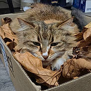Yuki participe au concours pour gagner de l'argent avec cette photo : animal, background, cardboard_box, cat, closeup, cozy, cute, dry_leaves, ears, feline, flooring, fur, household_items, indoor, marvel_sign, pet, relaxed, resting, tabby, whiskers
