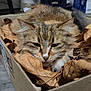animal, background, cardboard_box, cat, closeup, cozy, cute, dry_leaves, ears, feline, flooring, fur, household_items, indoor, marvel_sign, pet, relaxed, resting, tabby, whiskers