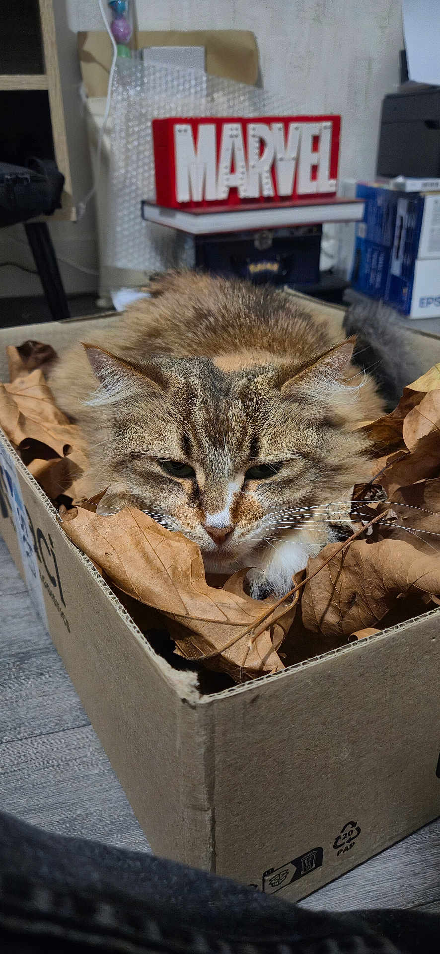 Yuki participe au concours pour gagner de l'argent avec cette photo : animal, background, cardboard_box, cat, closeup, cozy, cute, dry_leaves, ears, feline, flooring, fur, household_items, indoor, marvel_sign, pet, relaxed, resting, tabby, whiskers