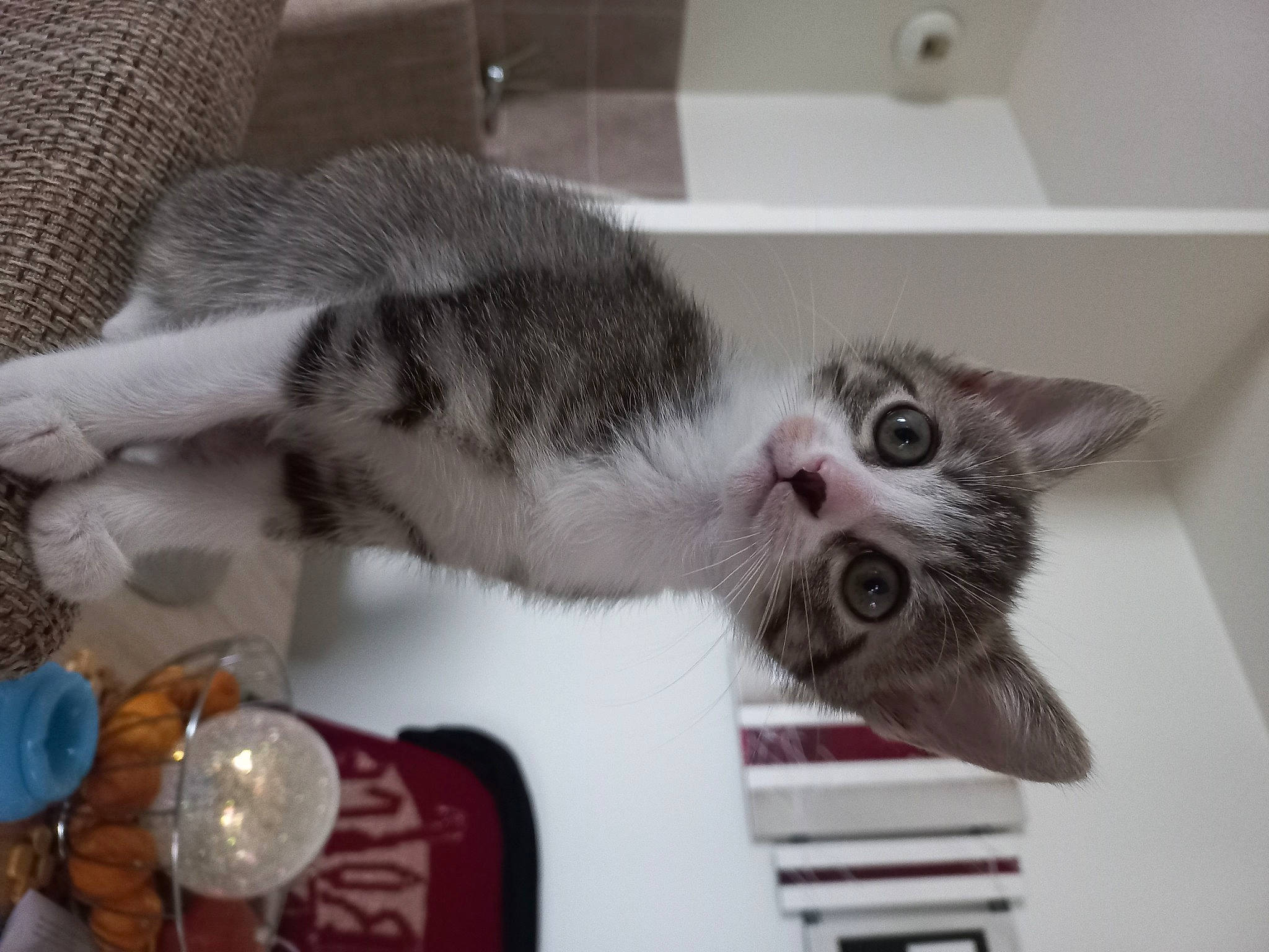 Uline participe au concours pour gagner de l'argent avec cette photo : carnivore, cat, domestic_short_haired_cat, drink, felidae, fur, paw, room, shelf, small_to_medium_sized_cats, snout, tableware, tail, whiskers