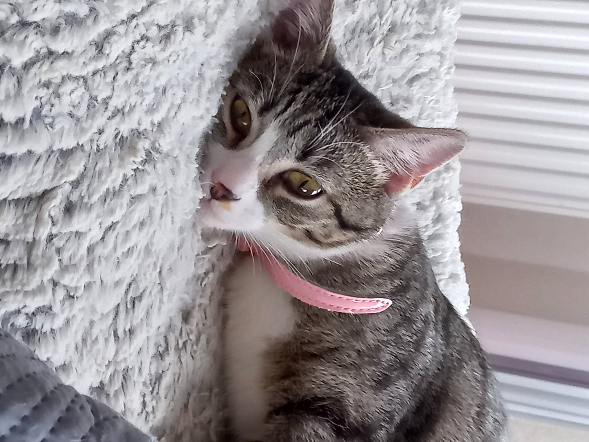 Uline participe au concours pour gagner de l'argent avec cette photo : carnivore, cat, claw, collar, domestic_short_haired_cat, door, felidae, fur, grey, paw, small_to_medium_sized_cats, snout, tail, tree, whiskers, window, winter, wood