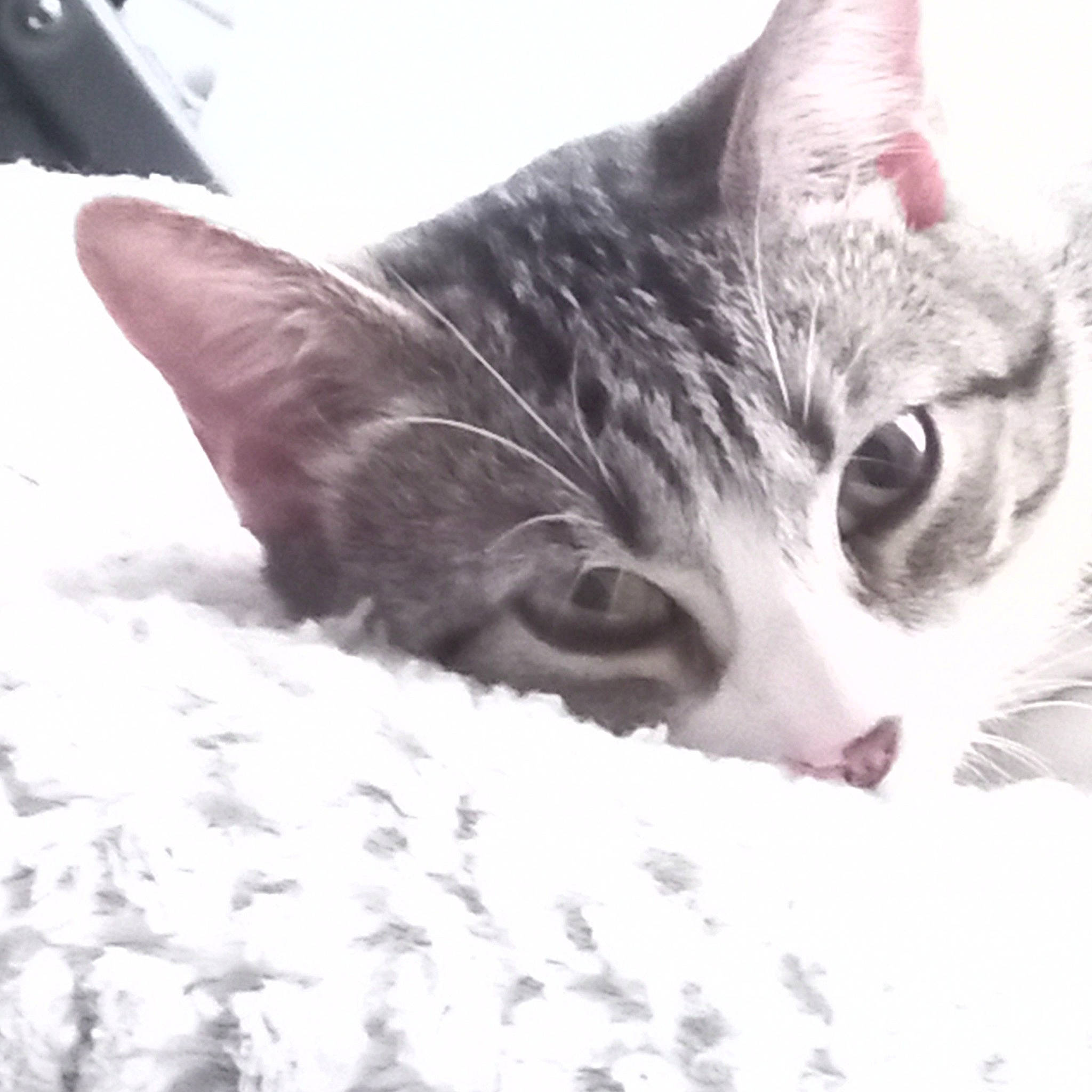 Uline participe au concours pour gagner de l'argent avec cette photo : carnivore, cat, claw, comfort, domestic_short_haired_cat, eye, felidae, fur, linens, nap, paw, small_to_medium_sized_cats, snout, tail, tree, whiskers, winter