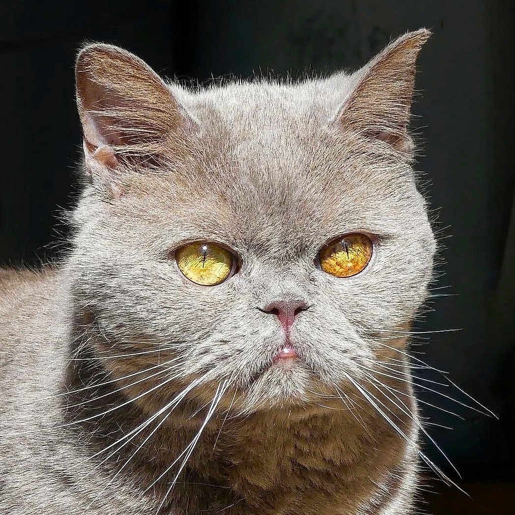 Iggy a rejoint le concours — aidez-le/la à gagner de superbes lots ! cat, close_up, feline, whiskers, golden_eyes, fur, pet, animal, portrait, cute, domestic_cat, face, ears, nose, mustache, looking, alert, indoor, mammal, expression