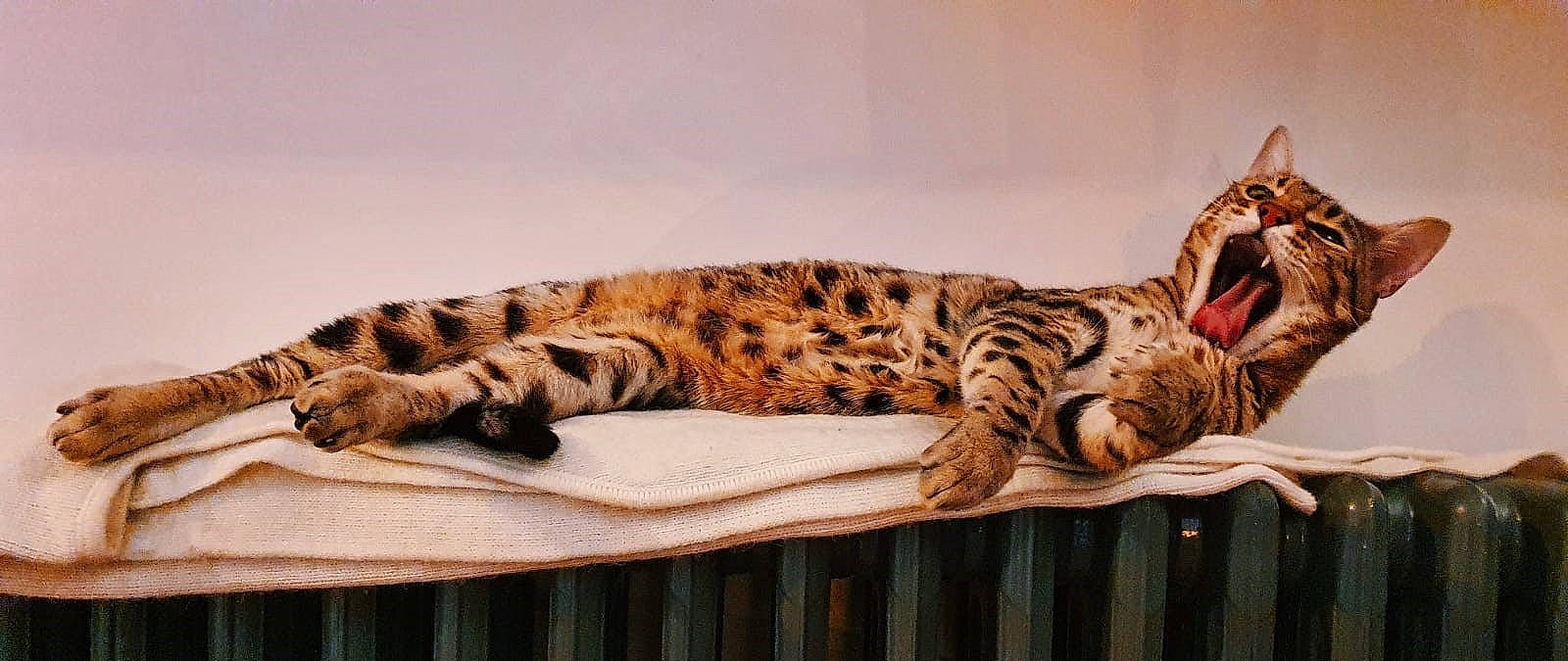 Lemmy a rejoint le concours — aidez-le/la à gagner de superbes lots ! big_cats, carnivore, cat, claw, comfort, domestic_short_haired_cat, fawn, felidae, fur, jaguar, leopard, nap, paw, small_to_medium_sized_cats, snout, tail, terrestrial_animal, whiskers, wildlife, wood