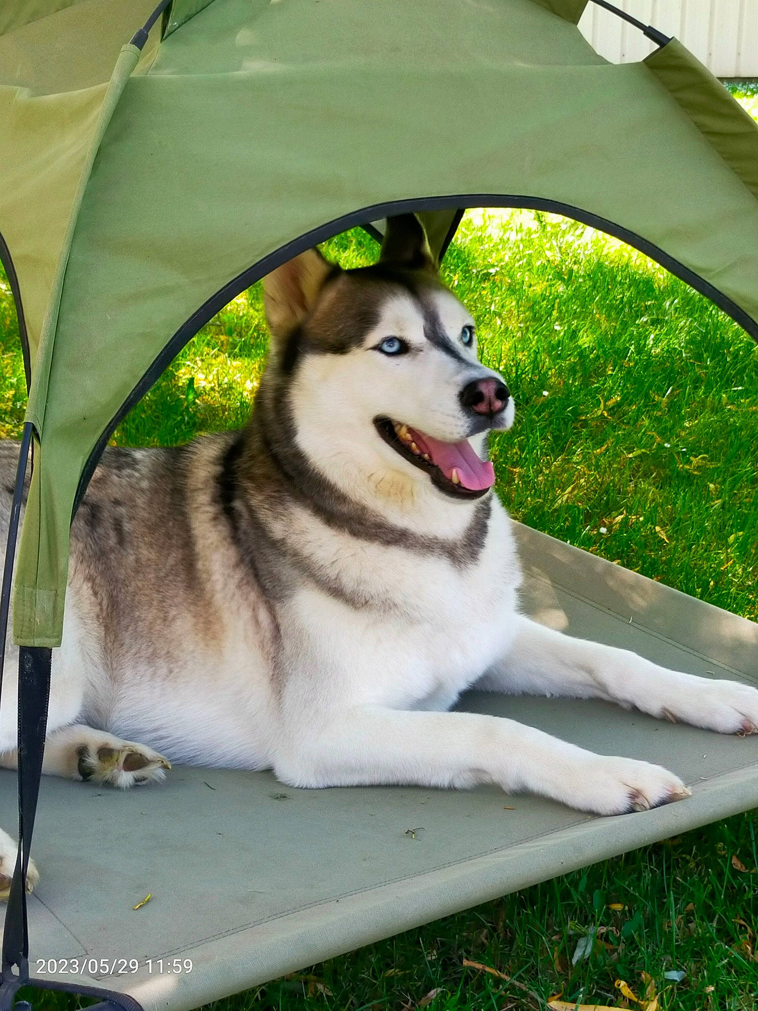 Kalach a rejoint le concours — aidez-le/la à gagner de superbes lots ! canidae, carnivore, companion_dog, dog, dog_breed, dog_supply, fur, grass, leash, leisure, pet_supply, plant, recreation, shade, sled_dog, snout, sporting_group, table, tail, working_dog