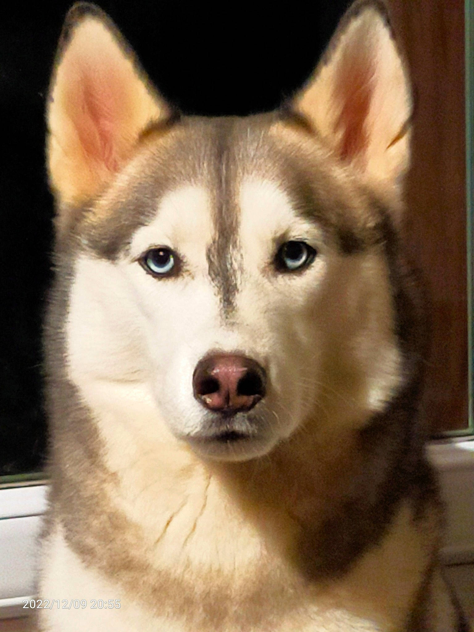 Kalach a rejoint le concours — aidez-le/la à gagner de superbes lots ! ancient_dog_breeds, art, canidae, canis, carnivore, companion_dog, dog, dog_breed, eye, fur, head, jaw, siberian_husky, sled_dog, snout, terrestrial_animal, whiskers, wolf, working_animal, working_dog