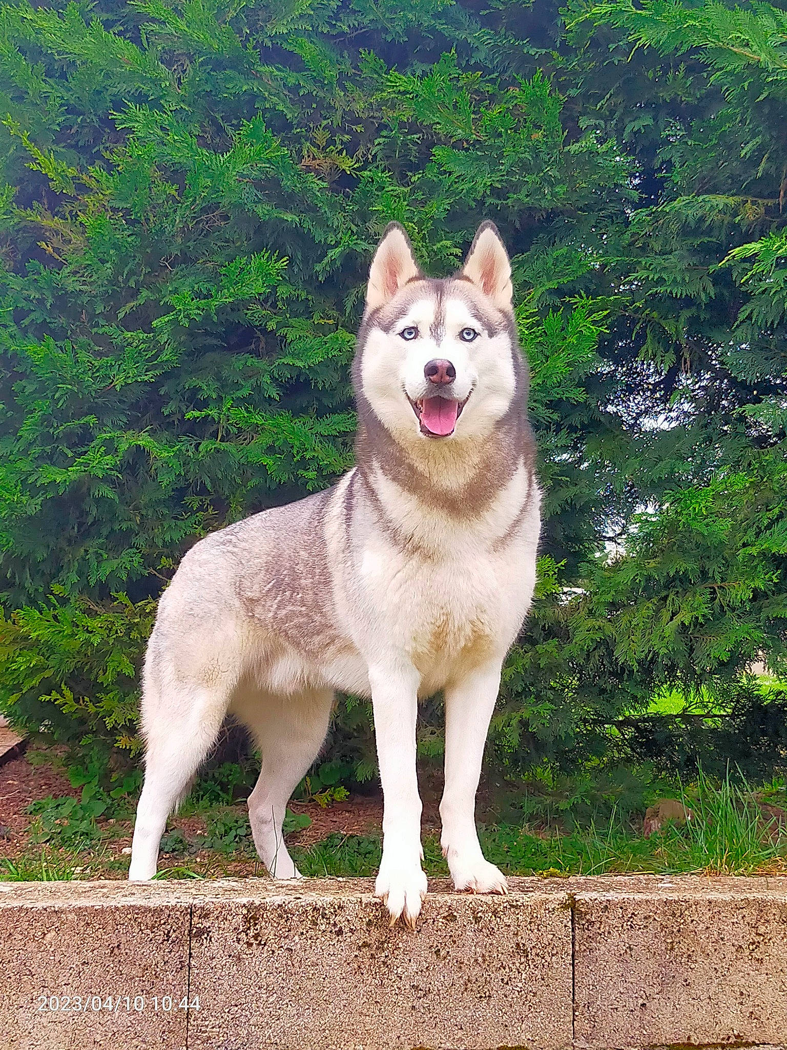 Kalach a rejoint le concours — aidez-le/la à gagner de superbes lots ! ancient_dog_breeds, carnivore, companion_dog, dog, dog_breed, fawn, fur, grass, non_sporting_group, pet_supply, plant, tail, terrestrial_animal, tree, working_animal, working_dog