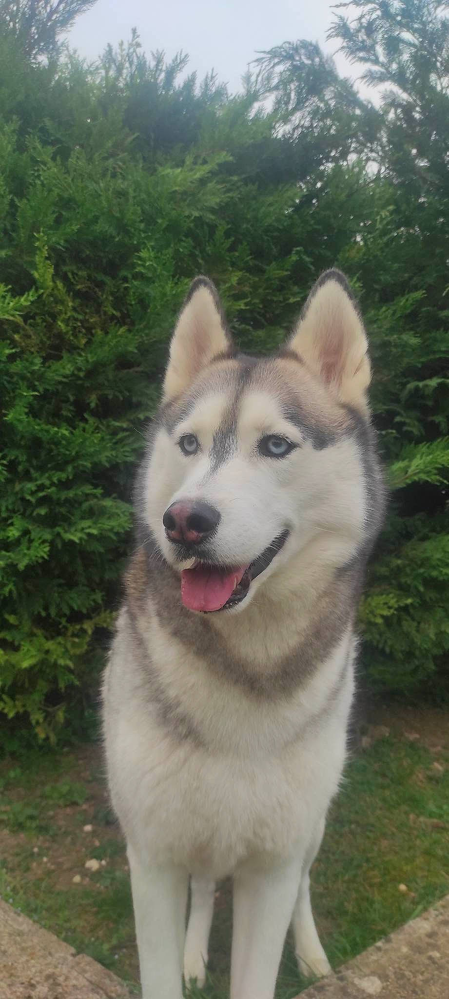 Kalach a rejoint le concours — aidez-le/la à gagner de superbes lots ! ancient_dog_breeds, canidae, carnivore, collar, companion_dog, dog, dog_breed, fur, grass, jaw, non_sporting_group, plant, siberian_husky, sled_dog, snout, sporting_group, tree, whiskers, working_animal, working_dog