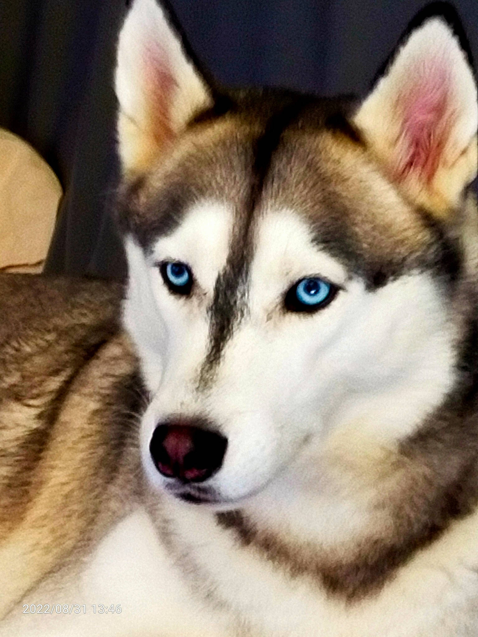 Kalach a rejoint le concours — aidez-le/la à gagner de superbes lots ! canidae, canis, carnivore, dog, dog_breed, eye, fur, head, iris, jaw, pet_supply, siberian_husky, sled_dog, snout, sporting_group, terrestrial_animal, whiskers, wildlife, working_animal, working_dog