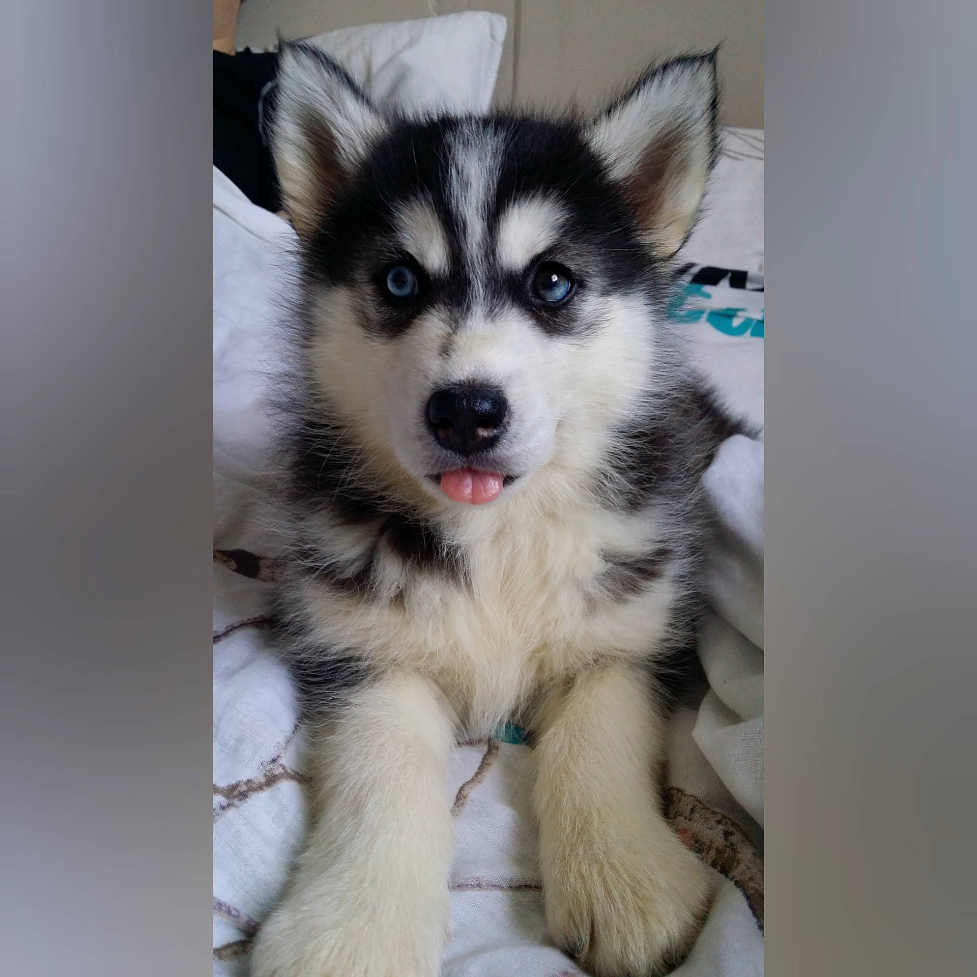 Cheyenne participe au concours pour gagner de l'argent avec cette photo : ancient_dog_breeds, canidae, carnivore, companion_dog, dog, dog_breed, fur, non_sporting_group, pet_supply, sled_dog, sporting_group, working_animal, working_dog