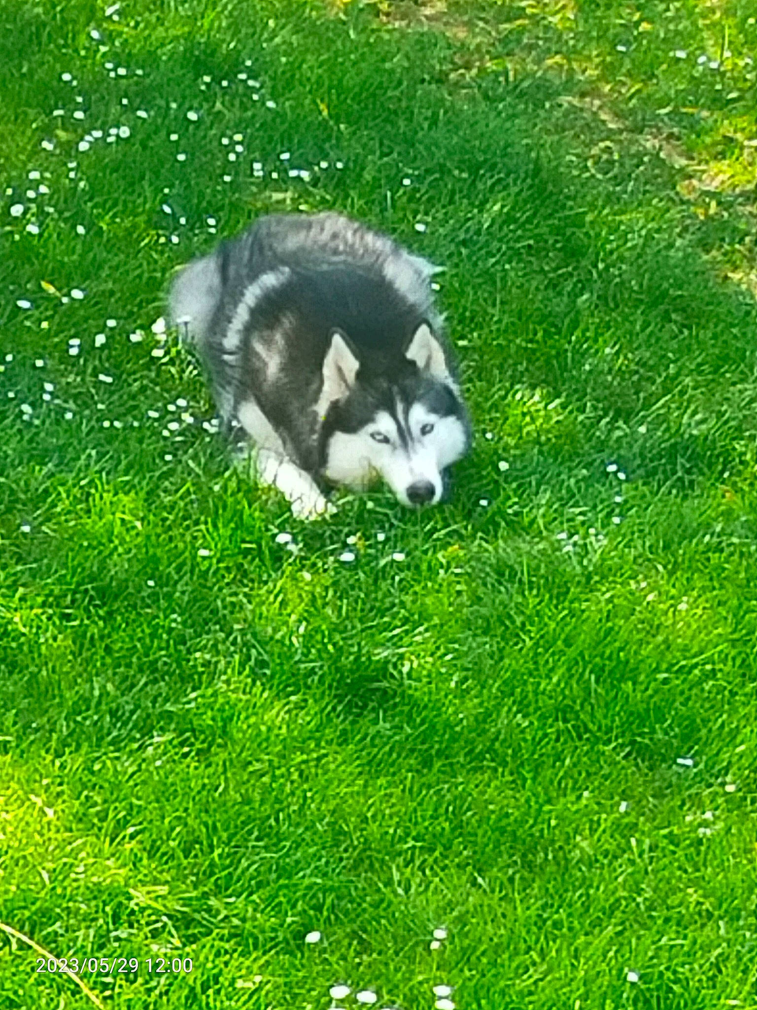 Cheyenne a rejoint le concours — aidez-le/la à gagner de superbes lots ! canidae, canis, canis_lupus_tundrarum, carnivore, dog, dog_breed, grass, grassland, groundcover, non_sporting_group, people_in_nature, plant, siberian_husky, sled_dog, snout, sporting_group, terrestrial_animal, wildlife, wolf, working_dog