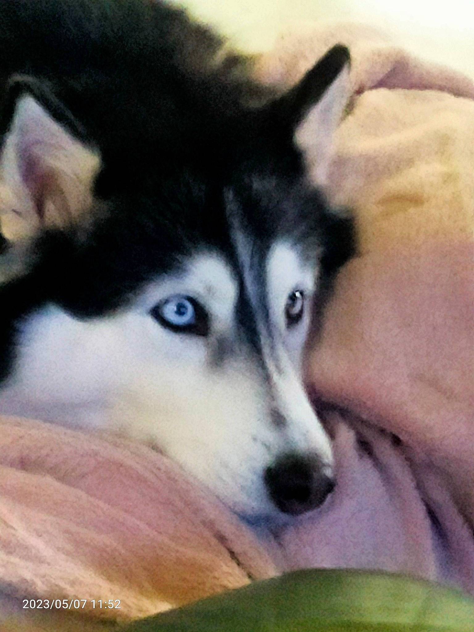 Cheyenne a rejoint le concours — aidez-le/la à gagner de superbes lots ! ancient_dog_breeds, carnivore, companion_dog, dog, dog_breed, fur, sled_dog, snout, sporting_group, whiskers, working_animal, working_dog