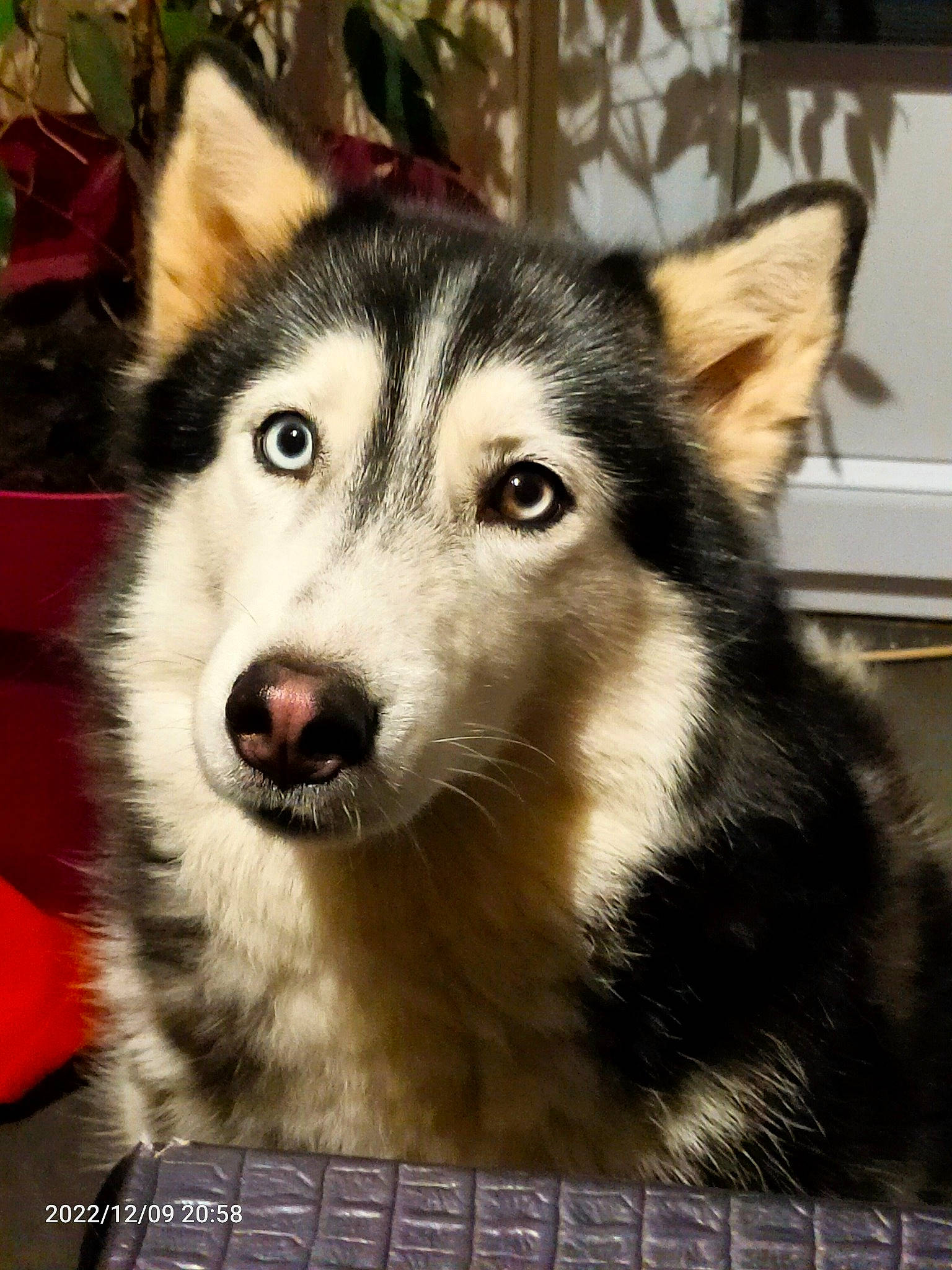 Cheyenne a rejoint le concours — aidez-le/la à gagner de superbes lots ! ancient_dog_breeds, art, canis, carnivore, companion_dog, dog, dog_breed, fence, fur, mesh, siberian_husky, sled_dog, snout, terrestrial_animal, whiskers, wildlife, wolf, working_animal, working_dog